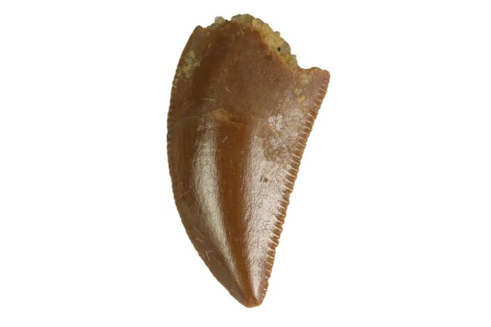 Serrated, Raptor Tooth - Real Dinosaur Tooth #144618